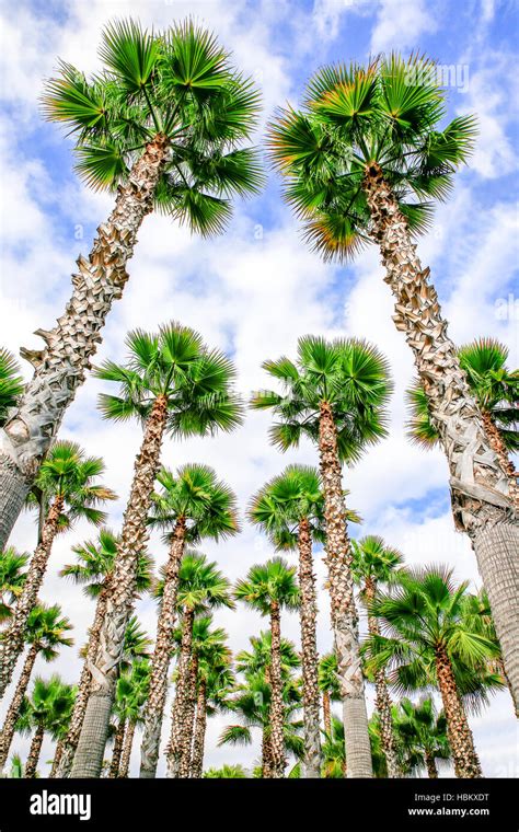 images of palm trees|270,551 Palm Trees Stock Photos & High.